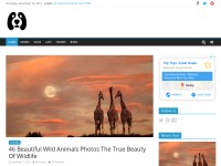 Desktop screenshot for fallinpets.com