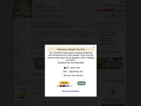 Desktop screenshot for minnesotawildflowers.info