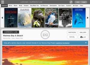 How explore.org looks like on a tablet such as an iPad.