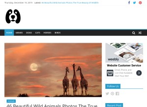 How fallinpets.com looks like on a tablet such as an iPad.