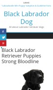 How labradorinblack.com looks like on a mobile device such as an iPhone.