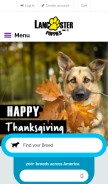 How lancasterpuppies.com looks like on a mobile device such as an iPhone.