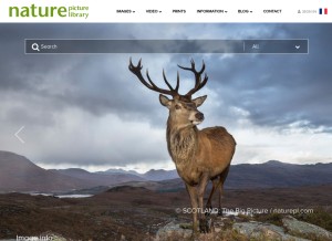 How naturepl.com looks like on a tablet such as an iPad.