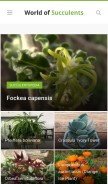 How worldofsucculents.com looks like on a mobile device such as an iPhone.